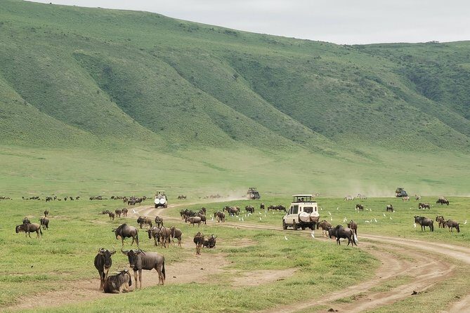6 Days Mid - Range Lodge Safari To Lake Manyara Serengeti Ngorongoro & Tarangire - Key Points