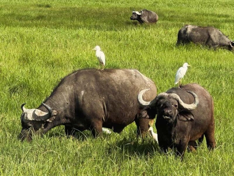 6 - Days Northern Serengeti Wildebeest Migration safari - Key Points