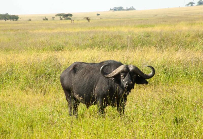 6 - Days Northern Serengeti Wildebeest Migration safari - An Authentic Tanzanian Adventure: The Itinerary Breakdown