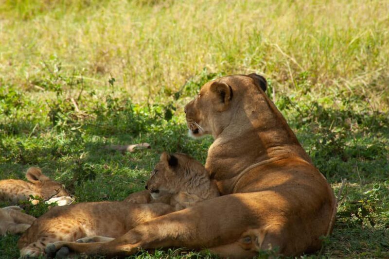 6 - Days Northern Serengeti Wildebeest Migration safari - The Sum Up: Who Will Love This Safari?