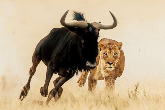 6-Days of Elephants, Wildebeest and Big 5: Kenyas Classic Safari - Comprehensive Review of Kenya’s Classic Safari