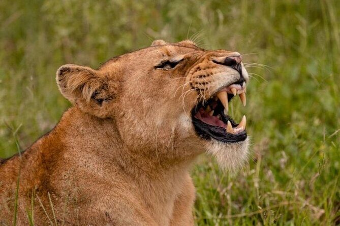 6-Days of Elephants, Wildebeest and Big 5: Kenyas Classic Safari - Who Will Love This Safari?