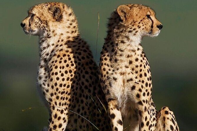 6-Days of Elephants, Wildebeest and Big 5: Kenyas Classic Safari - Final Thoughts