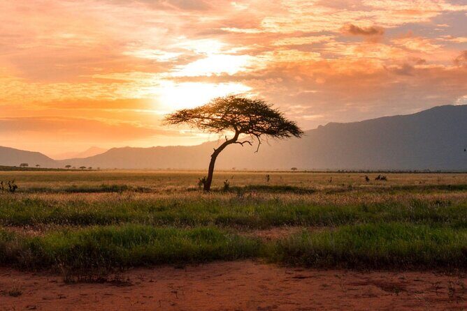 6 Days of Kenyan Wonders: Amboseli, Lake Nakuru, and Masai Mara - Exploring Kenya’s Iconic Parks: A Detailed Review