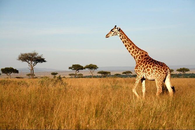 6 Days of Kenyan Wonders: Amboseli, Lake Nakuru, and Masai Mara - Who Is This Tour Best Suited For?