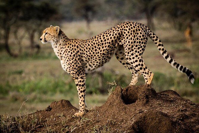6 Days of Kenyan Wonders: Amboseli, Lake Nakuru, and Masai Mara - FAQs