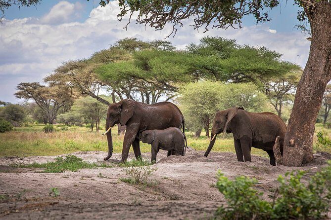 6 Days Private Budget Safari - Day 1: Arrival in Tarangire National Park