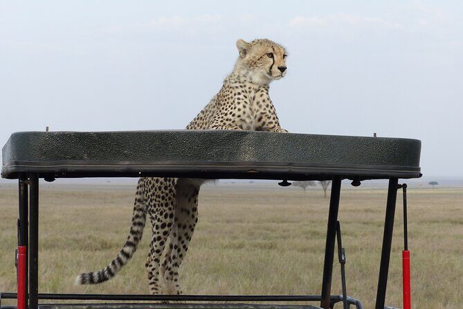 6 Days Private Budget Safari - Who Is This Tour Best For?