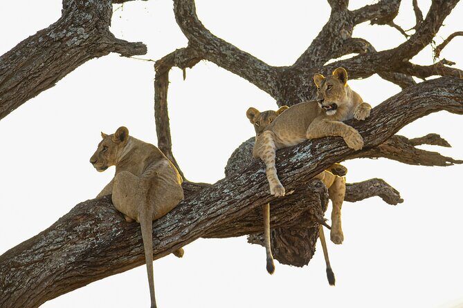 6 Days Private Safari with Mid-range Lodges or Camps - Discovering Tanzania’s Top Parks on a Six-Day Adventure