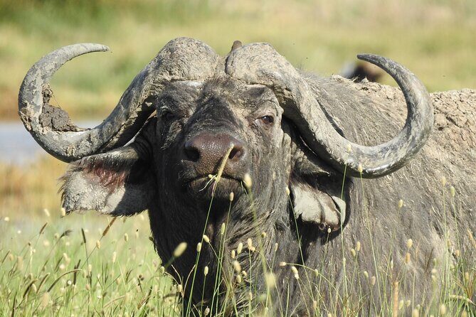 6 Days Private Safari with Mid-range Lodges or Camps - Practical Details and What They Mean for You