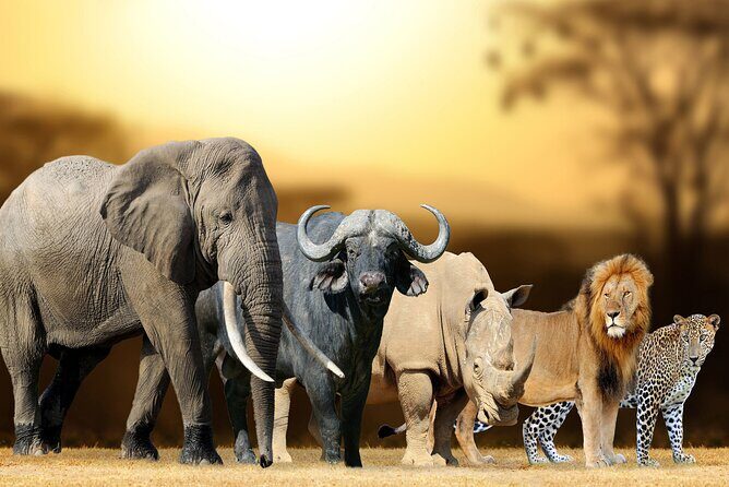 6 Days Private Tanzania Midrange Safari Adventure - Final Thoughts: Is This Safari Right for You?