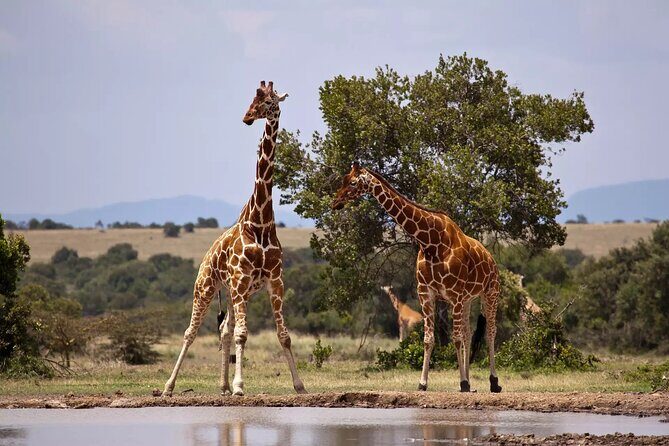 6 Days Private Tanzania Midrange Safari Adventure - FAQ