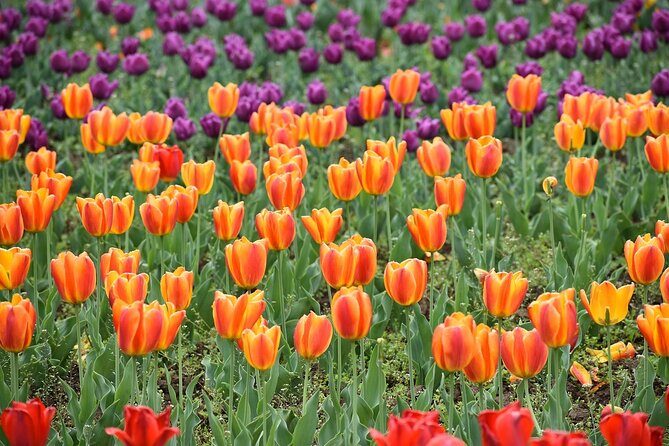 6 Days Private Tour in Kashmir - Authentic Experiences and Value for Money