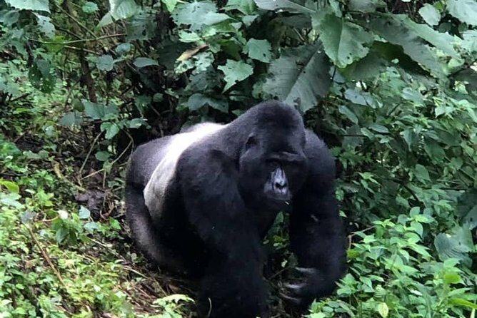 6 Days Rwanda Uganda Budget Wildlife Safari - Introduction: An Adventure That Packs a Punch