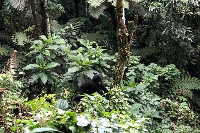 6 Days Rwanda Uganda Budget Wildlife Safari - What the Reviews Say: Authentic Voices