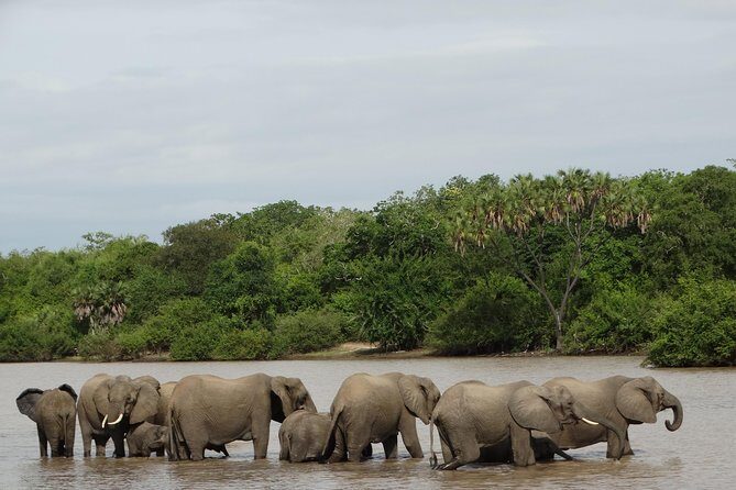 6 Days Safari to Mikumi Np, Udzungwa Mountain NP and Nyerere NP (Selous GR) - Key Points