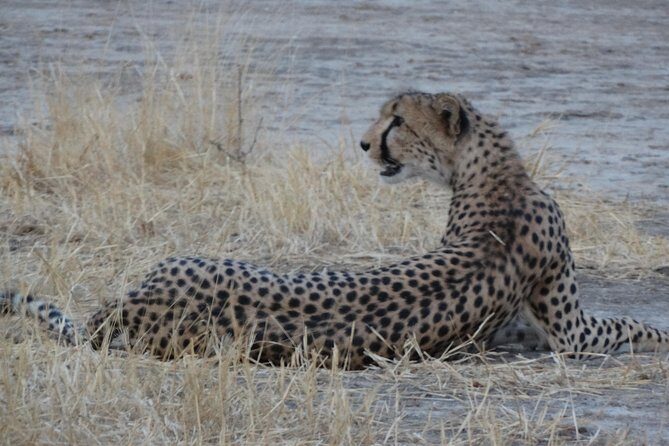 6 Days Safari to Udzungwa Mountain NP, Ruaha NP and Mikumi NP - Practical Details & What to Expect