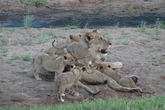 6 Days Safari to Udzungwa Mountain NP, Ruaha NP and Mikumi NP - Final Thoughts: Is this safari for you?