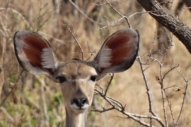 6 Days Safari to Udzungwa Mountain NP, Ruaha NP and Mikumi NP - The Sum Up