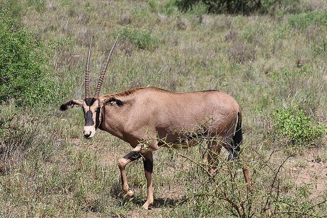 6 Days Safari Tour in Amboseli, Tsavo West and Tsavo East - An In-Depth Look at the Itinerary
