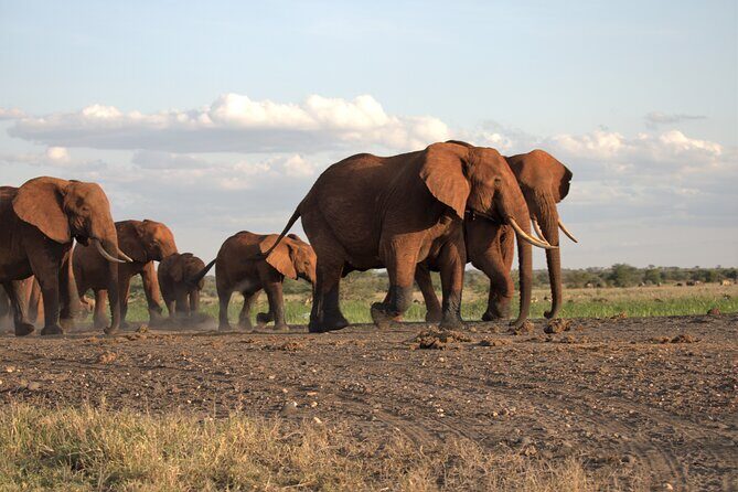6 Days Safari Tour in Amboseli, Tsavo West and Tsavo East - Authentic Experiences and Highlights