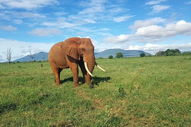 6 Days Safari Tour in Amboseli, Tsavo West and Tsavo East - The Sum Up