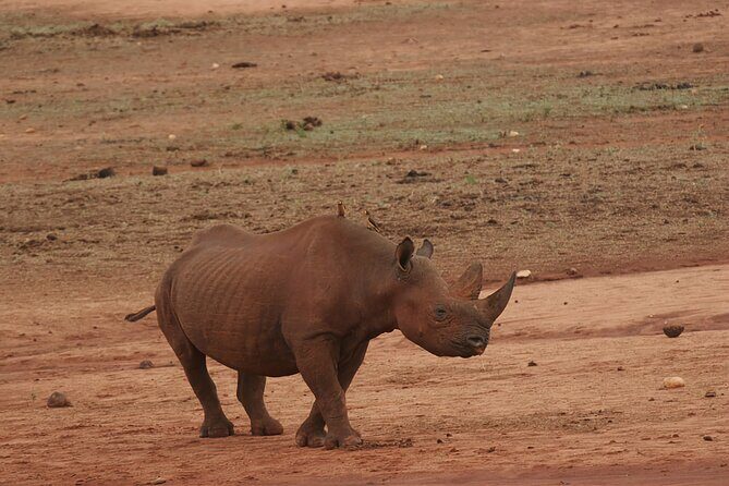 6 Days Safari Tour in Amboseli, Tsavo West and Tsavo East - FAQ