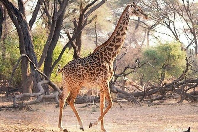 6 Days Selous ,Mikumi Udzungwa National + Boat Safari +Masai culture - Final Thoughts: Is It Worth It?