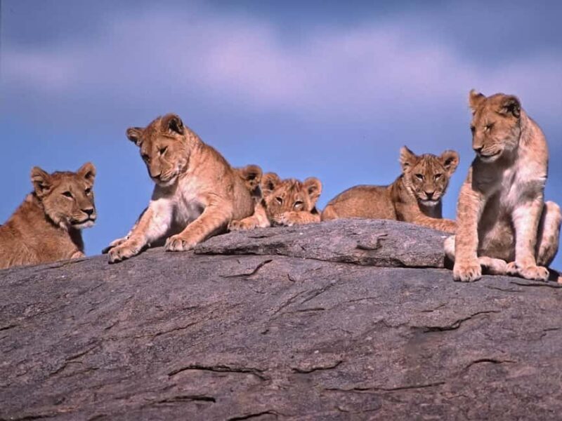 6 Days Serengeti Annual Migration Escape - Analyzing the Itinerary: What You Can Expect