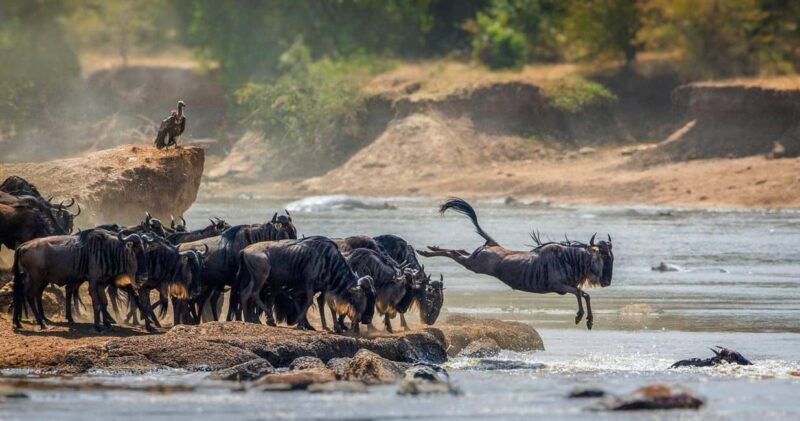6 Days Serengeti Annual Migration Escape - FAQs