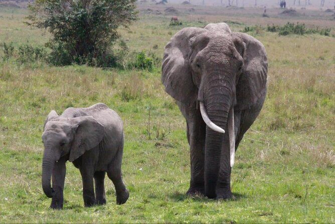 6 Days Serengeti Classic Safaris Odyssey in Tanzania - Key Points