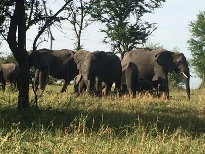 6 Days Serengeti Migration Luxury Safari. - Key Points