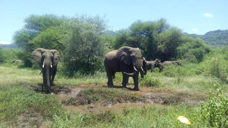 6 Days Serengeti Migration Luxury Safari. - The Logistics and Value