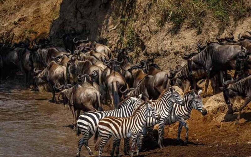 6 Days Serengeti Migration Safari Experience - An In-Depth Look at the Itinerary