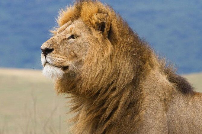 6 Days Serengeti Safari(hiking waterfalls &coffee tour) - Day Six: Cultural & Waterfall Adventures
