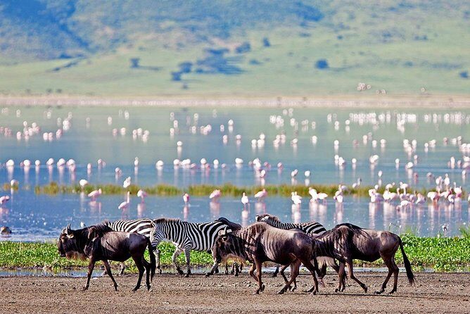 6 Days Serengeti Safari(hiking waterfalls &coffee tour) - Accommodation & Meals