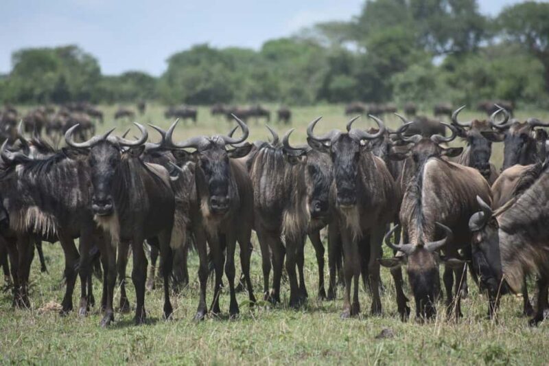 6 Days Serengeti Wildebeest Migration Mara River crossing - Key Points