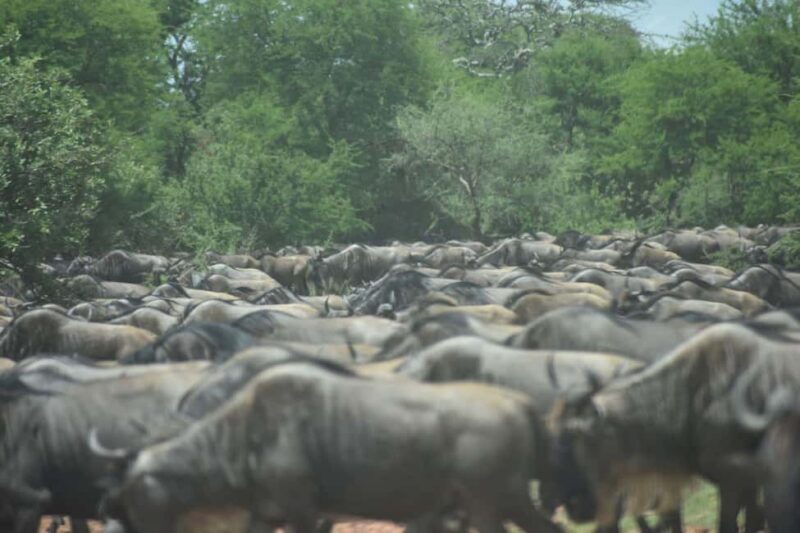 6 Days Serengeti Wildebeest Migration Mara River crossing - Starting Point: Arusha and the Journey Into Wilderness