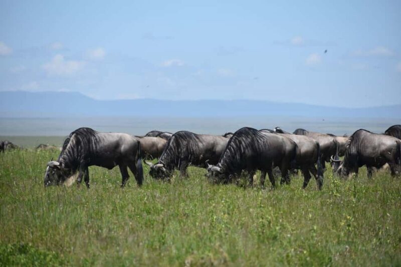 6 Days Serengeti Wildebeest Migration Mara River crossing - The Mara River Crossing: The Showstopper
