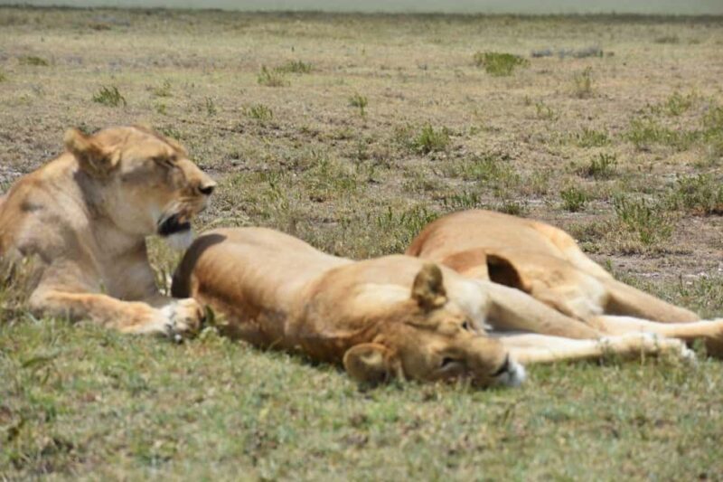 6 Days Serengeti Wildebeest Migration Mara River crossing - Optional Balloon Safari