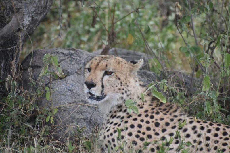 6 Days Serengeti Wildebeest Migration Mara River crossing - What’s not included?