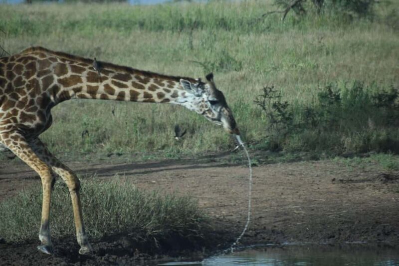 6 Days Serengeti Wildebeest Migration Mara River crossing - Final Thoughts