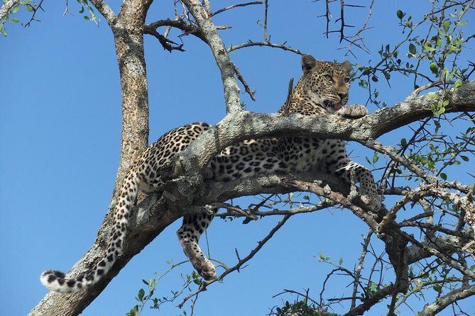 6 Days Serengeti Wildebeest Migration Safari - Key Points