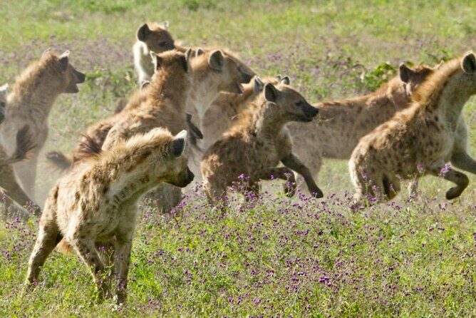 6 Days Serengeti Wildebeest Migration Safari - What Makes This Safari Stand Out?