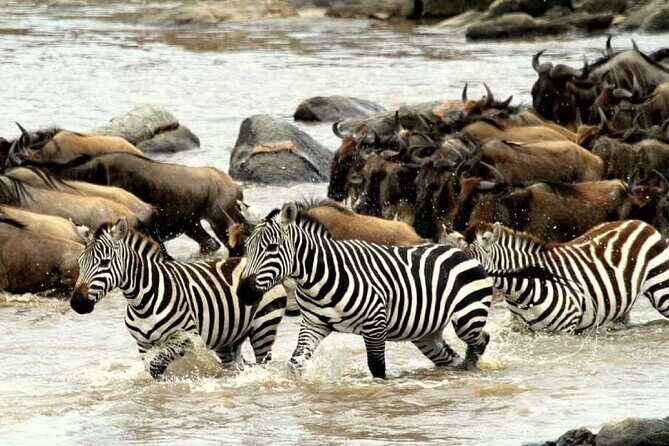 6 Days Serengeti Wildebeest Migration Safari - Final Thoughts