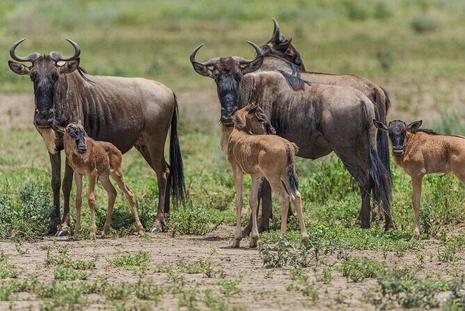 6 Days Serengeti Wildebeest Migration Safari - FAQ