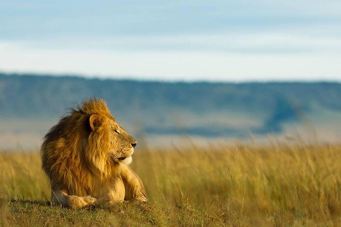 6 Days Tanzania Budget Camping Safari - Summary of the Experience