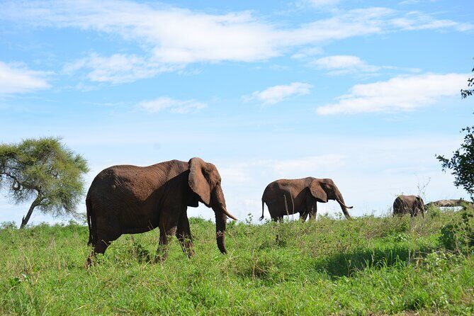 6 days Tanzania budget safari - Final Words