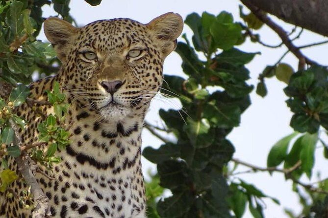 6 Days Tanzania Classic Safari - Introduction: An Authentic Tanzanian Safari Experience