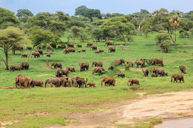 6 Days Tanzania Classic Safari - Authenticity and Unique Experiences
